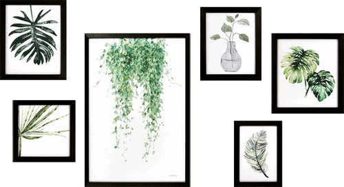 Plant Study Collection - Zebra Blush