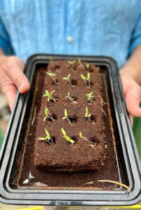 Roman Herbs Growbar