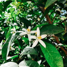 Load image into Gallery viewer, Orange Blossom Tin Candle
