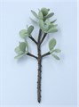 Load image into Gallery viewer, Jade Plant Succulent Pick                      / - Zebra Blush
