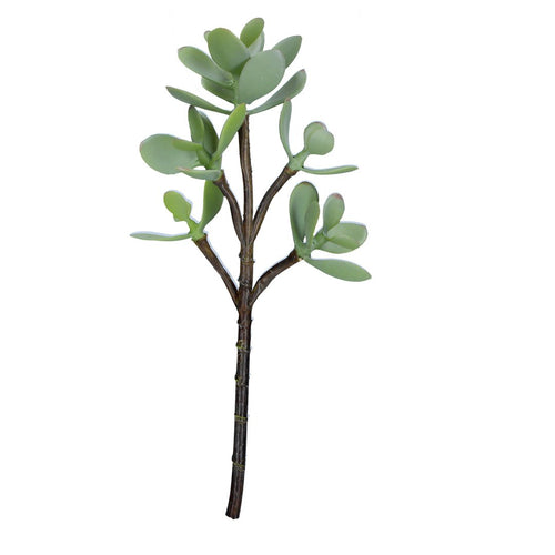 Jade Plant Succulent Pick                      / - Zebra Blush