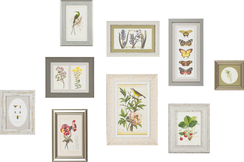 The Botanical Collection - Zebra Blush