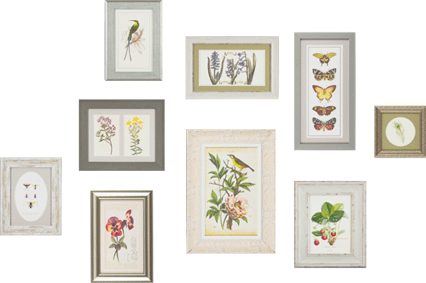 The Botanical Collection - Zebra Blush