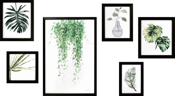 Plant Study Collection - Zebra Blush