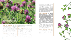 GARDEN APOTHECARY - Zebra Blush