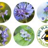 Sky Meadow - Zebra Blush